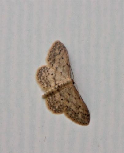 Idaea seriata